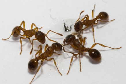 Уничтожение муравьев   в Подольске 