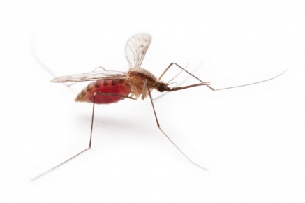 Уничтожение комаров   в Подольске 