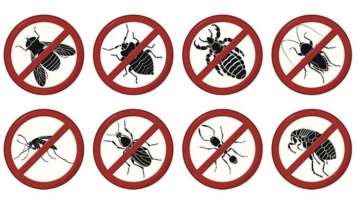 Уничтожение насекомых в Щелково