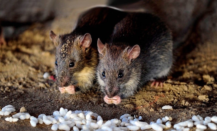 Уничтожение крыс и мышей - профессиональная дератизация